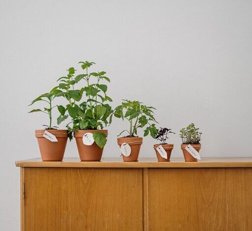 Simple Steps to Create a Thriving Indoor Herb Garden at Home