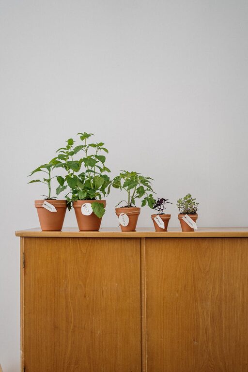 Simple Steps to Create a Thriving Indoor Herb Garden at Home
